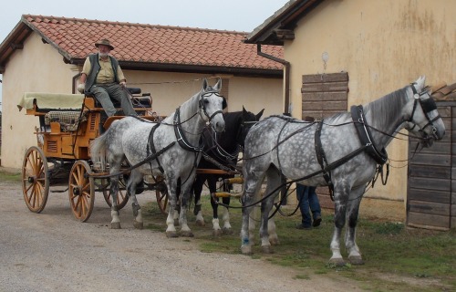 Andreas Nemitz e il suo Tiro a quattro di cavalli Oldemburg
