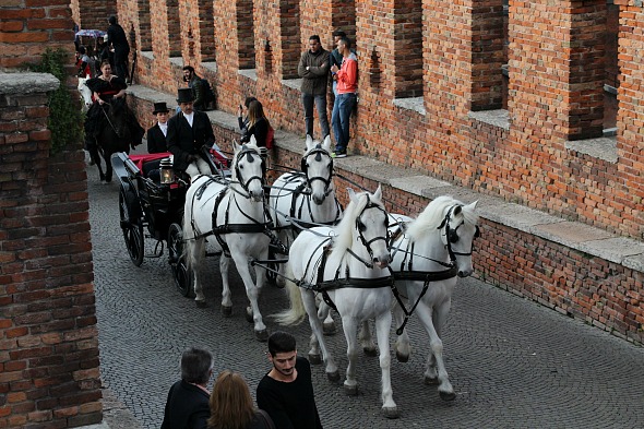 Il tiro a quattro di cavalli Lipizzani di Roberto Marasco accompagna la Principessa Sissi a Verona
