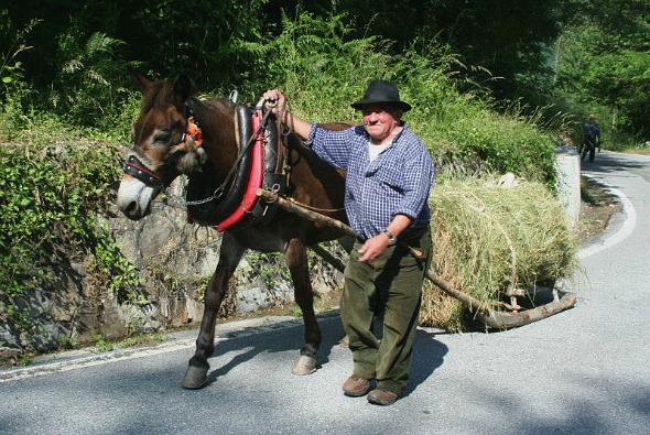 Il mulattiere Vero con il mulo "Levrin"